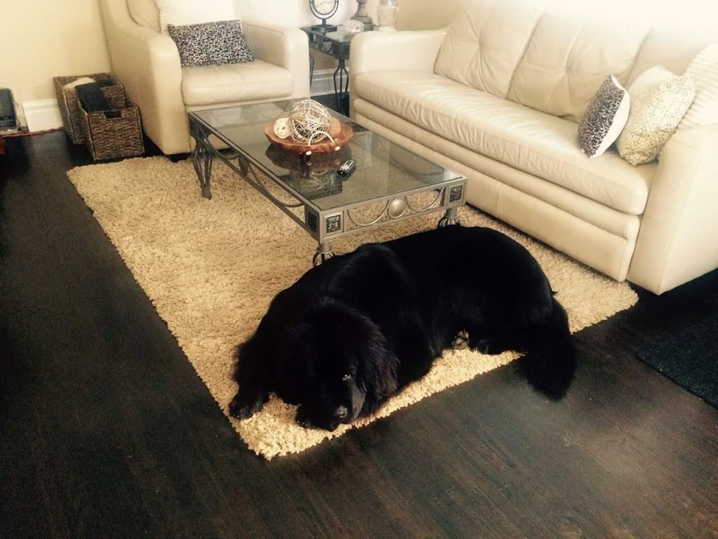 Elements Carpet Cleaning and Restoration | 1011 Roselawn Dr, Windsor, ON N9E 1L3, Canada | Phone: (519) 819-9095