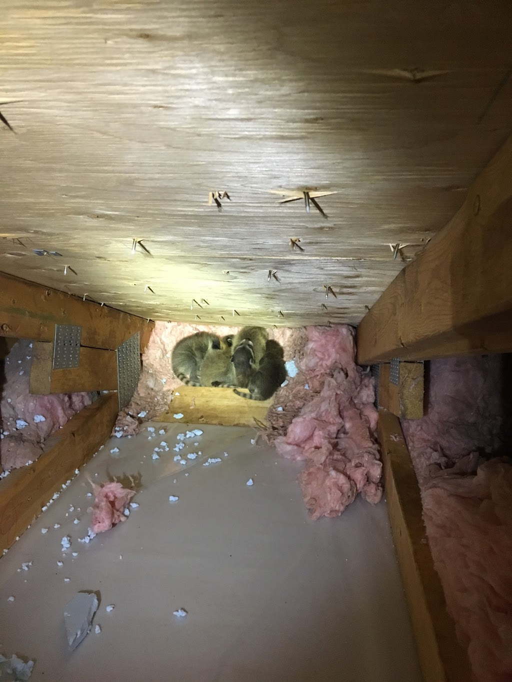 Tracks Wildlife Control | 10110 Fernhill Dr, Denfield, ON N0M 1P0, Canada | Phone: (519) 870-0561