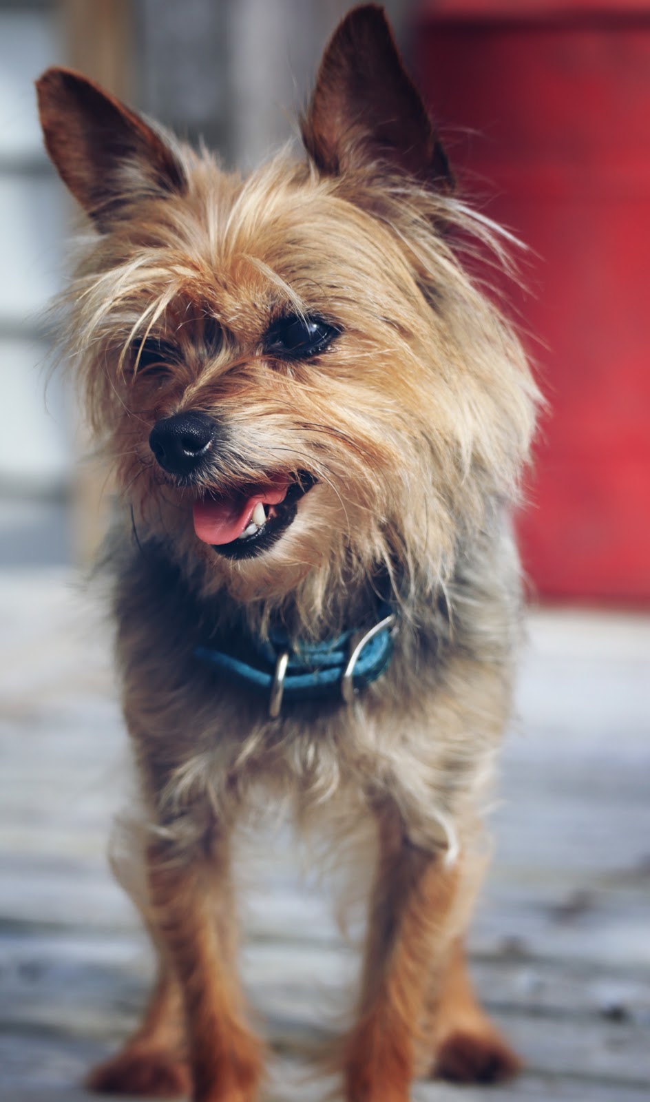 Waterview Animal Hospital | 810 Water St, Miramichi, NB E1N 4B8, Canada | Phone: (506) 622-2355