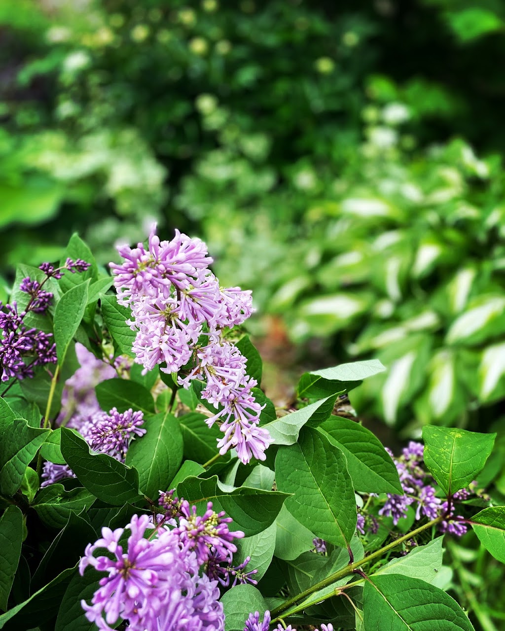 Flor gardens | Fourth Line Nassagaweya, Rockwood, ON N0B 2K0, Canada | Phone: (416) 573-3887