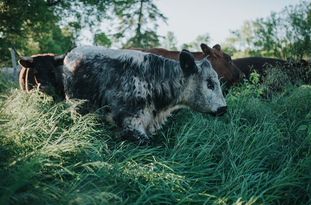 Little Trickle Farm | 1646 Mine View Rd, Cobden, ON K0J 1K0, Canada | Phone: (613) 281-8524
