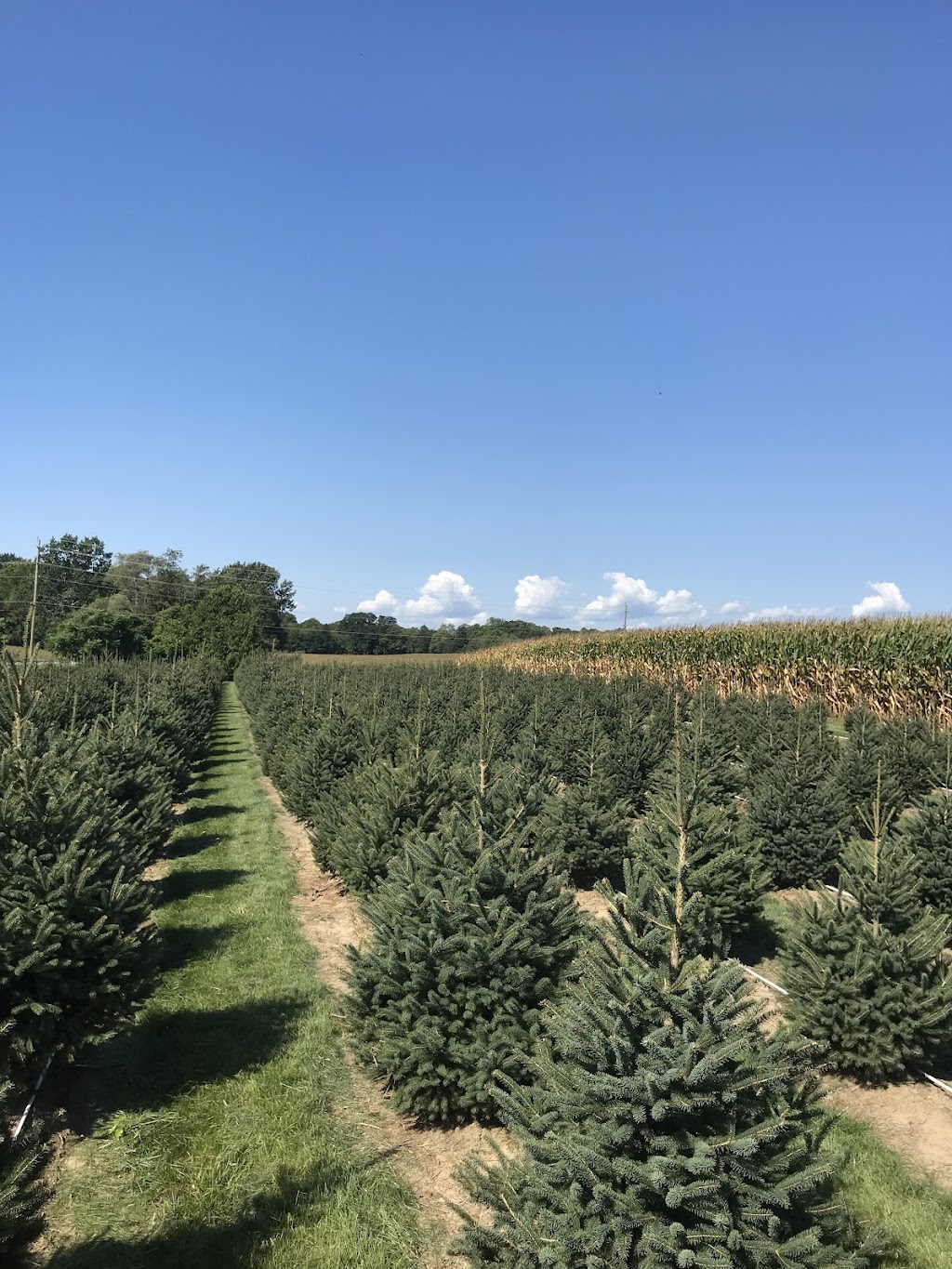 Bachner Family Christmas Tree Farm | point of interest | 6450 Fairview Rd, St Thomas, ON N5P 3S8, Canada | 9059330791 OR +1 905-933-0791