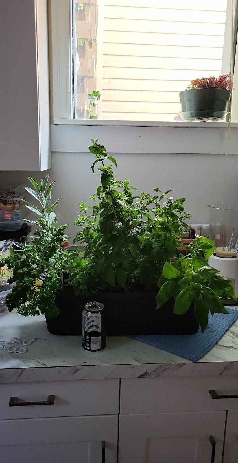 Dan’s Greenhouses | 102 43 St S, Lethbridge, AB T1J 4P7, Canada | Phone: (403) 327-3271