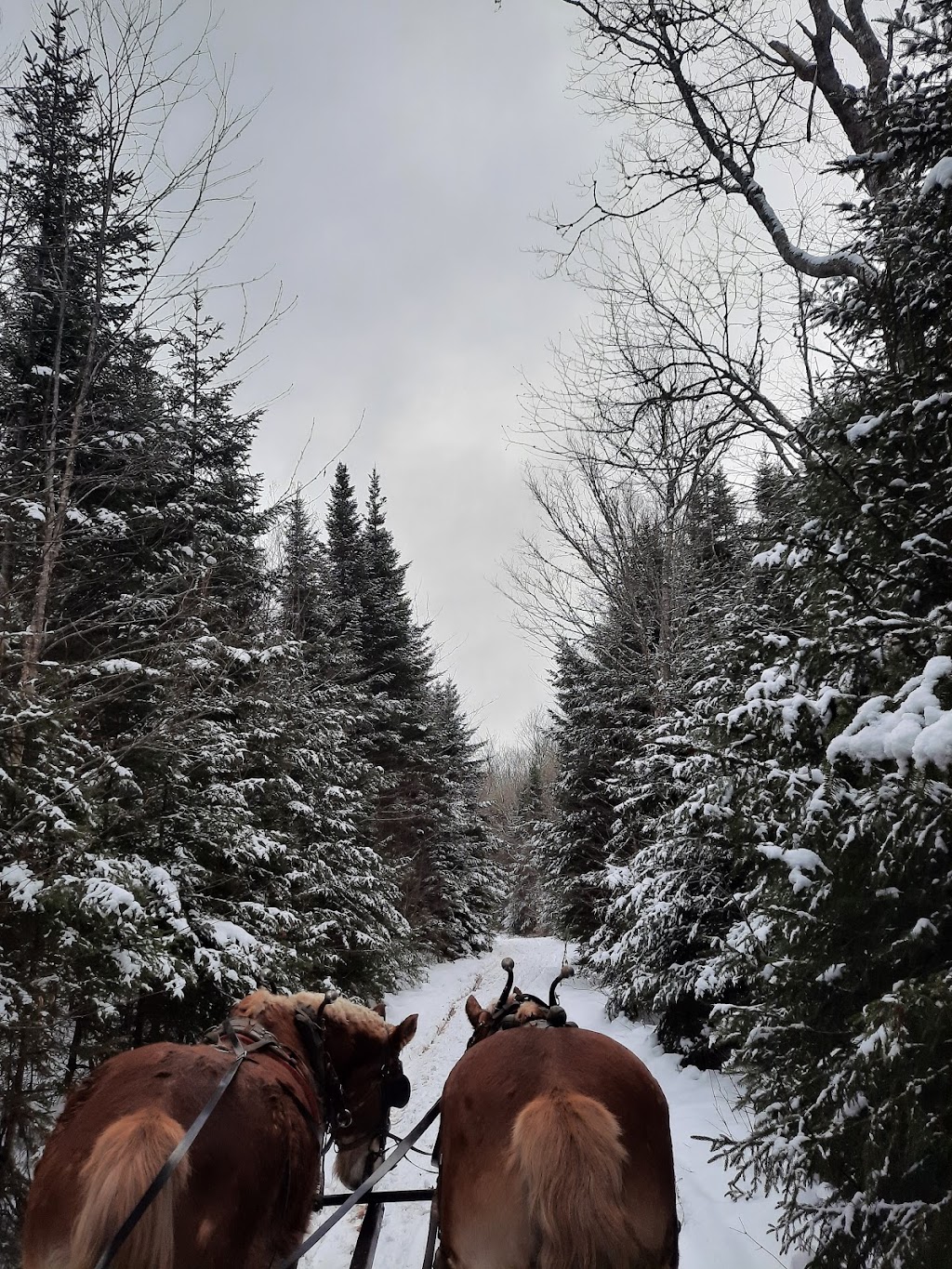 Potts Sleigh Rides | 439 Bonshaw Rd, Bonshaw, PE C0A 1C0, Canada | Phone: (902) 675-2107