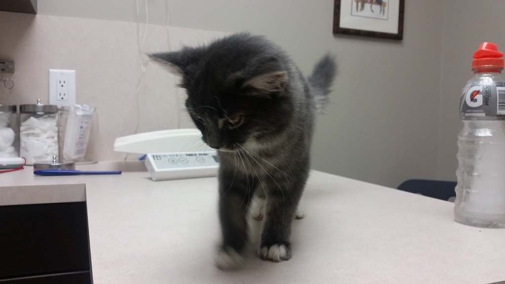 Chartwell Veterinary Clinic | 2375 Brimley Rd #6, Scarborough, ON M1S 1K6, Canada | Phone: (416) 291-2364