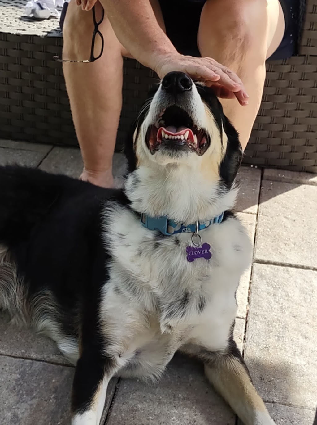 Take a Hike - Dog Walker | 123 Main Street, Caledonia, ON N3W 1E3, Canada | Phone: (905) 818-6110