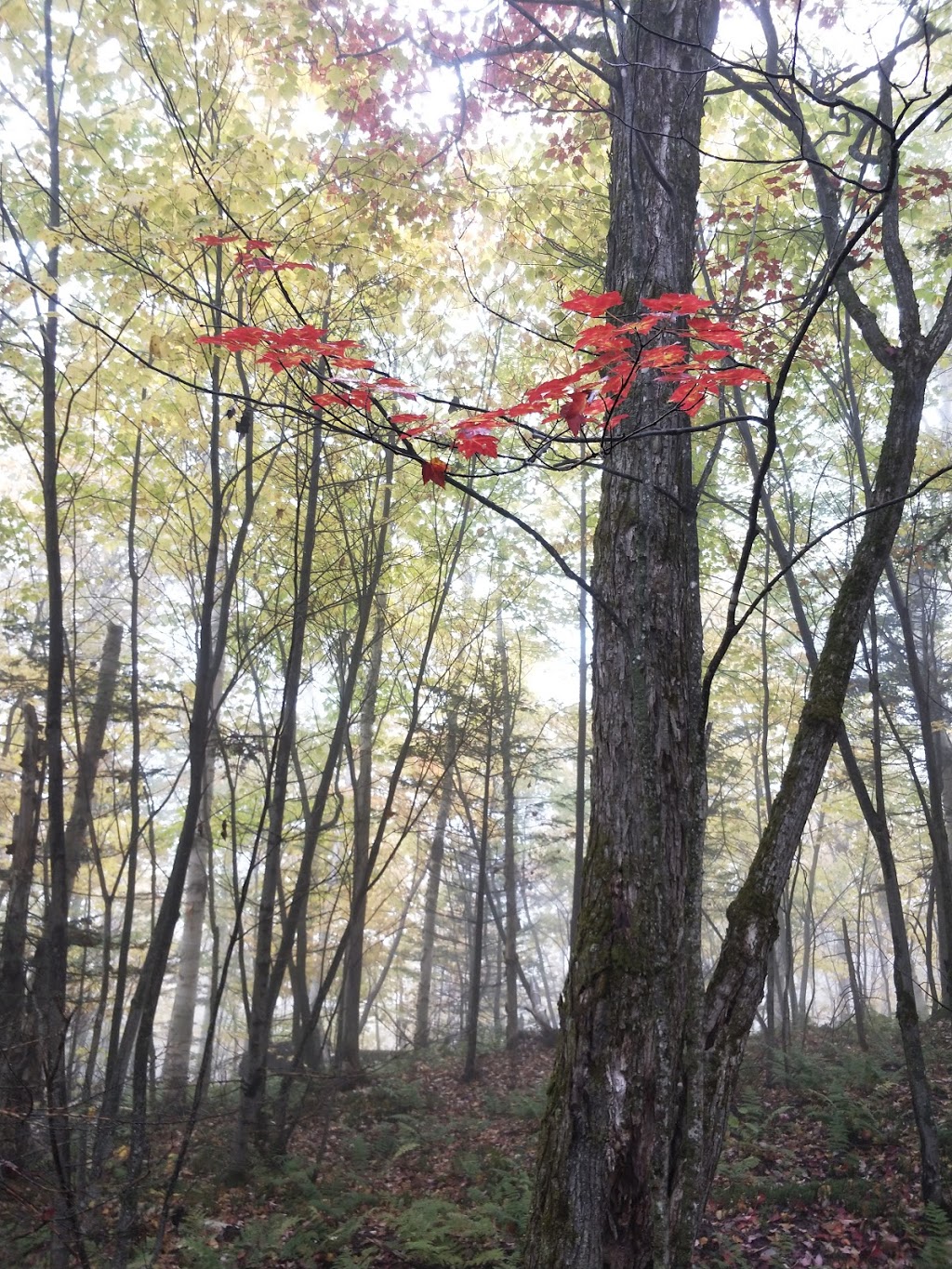 Mont Pinacle | 1883 Chemin May, Coaticook, QC J1A 2S4, Canada