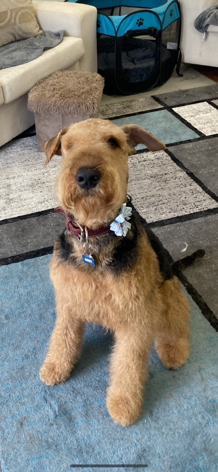 UR FUREVER GROOM | 130 Queen St E Unit #5, Brampton, ON L6V 1B1, Canada | Phone: (289) 544-6804