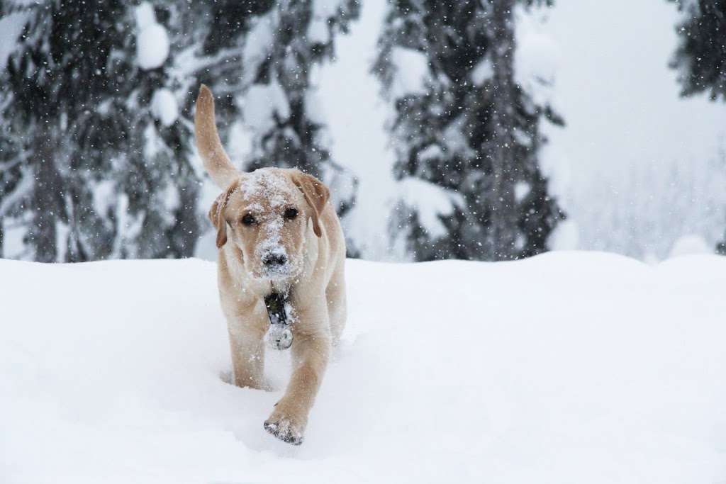 Coast Meridian Animal Hospital Ltd | 1471 Prairie Ave, Port Coquitlam, BC V3B 1T3, Canada | Phone: (604) 941-0377