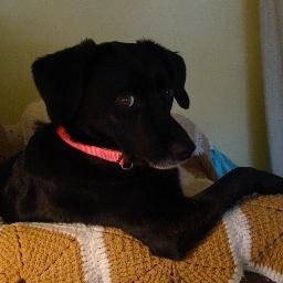 Geiger Veterinary Clinic | 120 N Howard Ave, Croswell, MI 48422, USA | Phone: (810) 679-3883