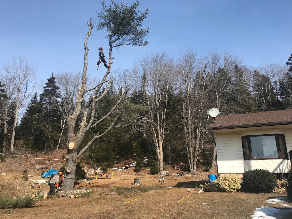 Mayfair Tree Care Ltd | 115 Northwind Rd, Pleasantville, NS B0R 1G0, Canada | Phone: (902) 543-3503
