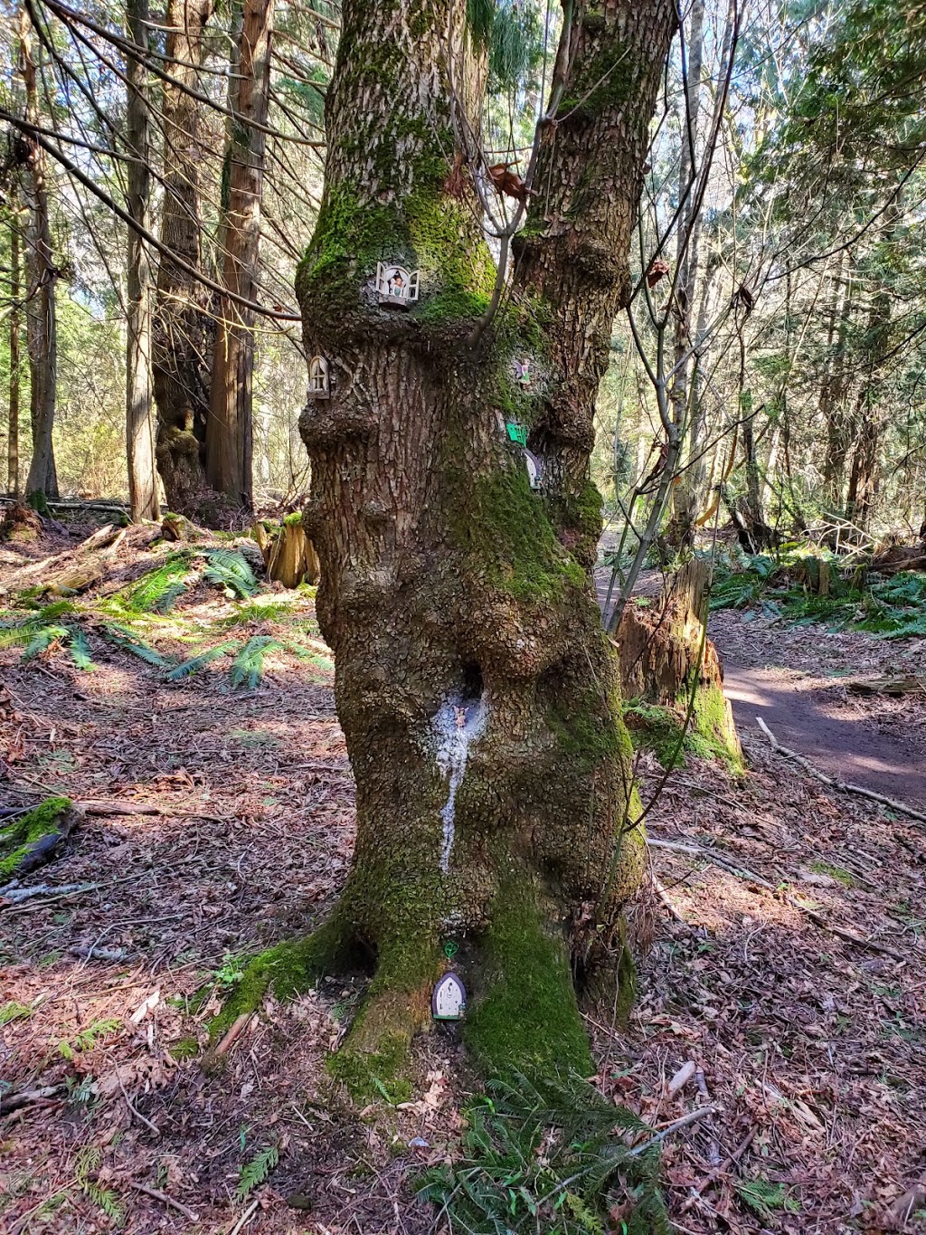 Enchanted Forest Trail | 2050 Benson Rd, Point Roberts, WA 98281, USA