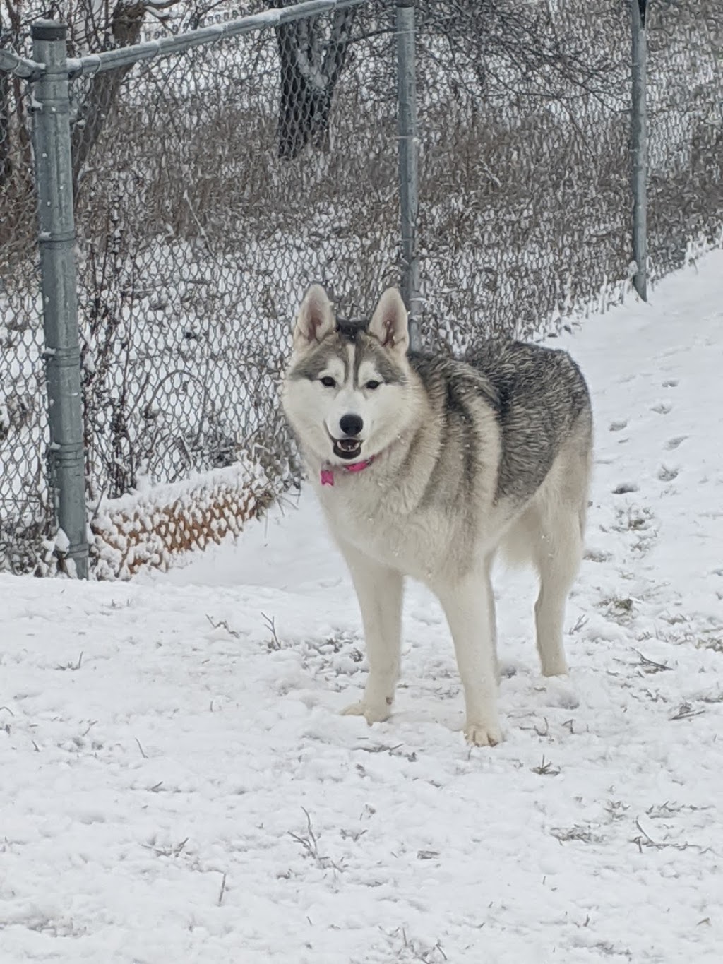 Caledon Animal Shelter | 12889 Coleraine Dr, Bolton, ON L7E 3B5, Canada | Phone: (905) 584-2272 ext. 4698