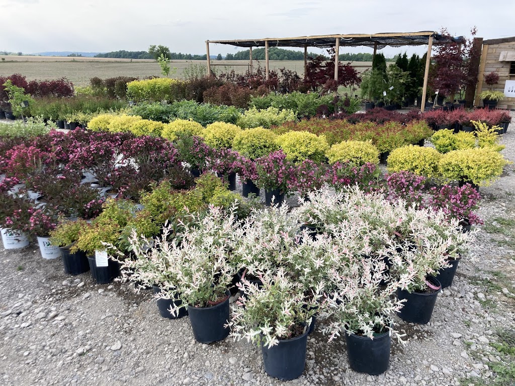 Daves Garden | 14337 Peel Regional Rd 50, Bolton, ON L7E 3H6, Canada | Phone: (902) 402-8848