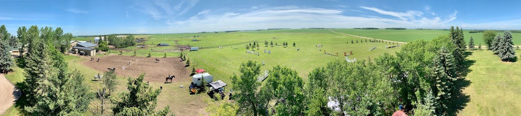Wachter Horses | 34459, Range Rd 282, Red Deer County, AB T4G 0G3, Canada | Phone: (403) 588-4888