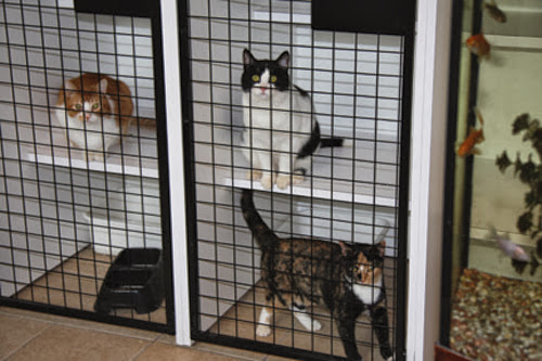 Escarpment Pet Retreat | 6449 Guelph Line, Burlington, ON L7P 0A6, Canada | Phone: (905) 333-0333