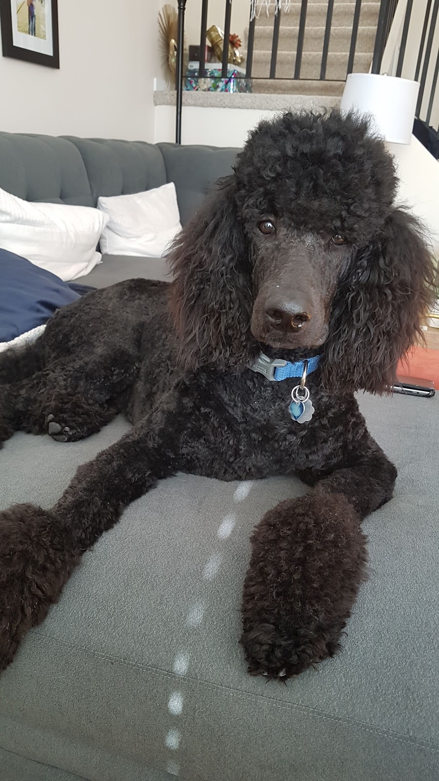 Oh My Dog Pet Grooming | 84 Stradwick Rise SW, Calgary, AB T3H 1J7, Canada | Phone: (403) 240-1144