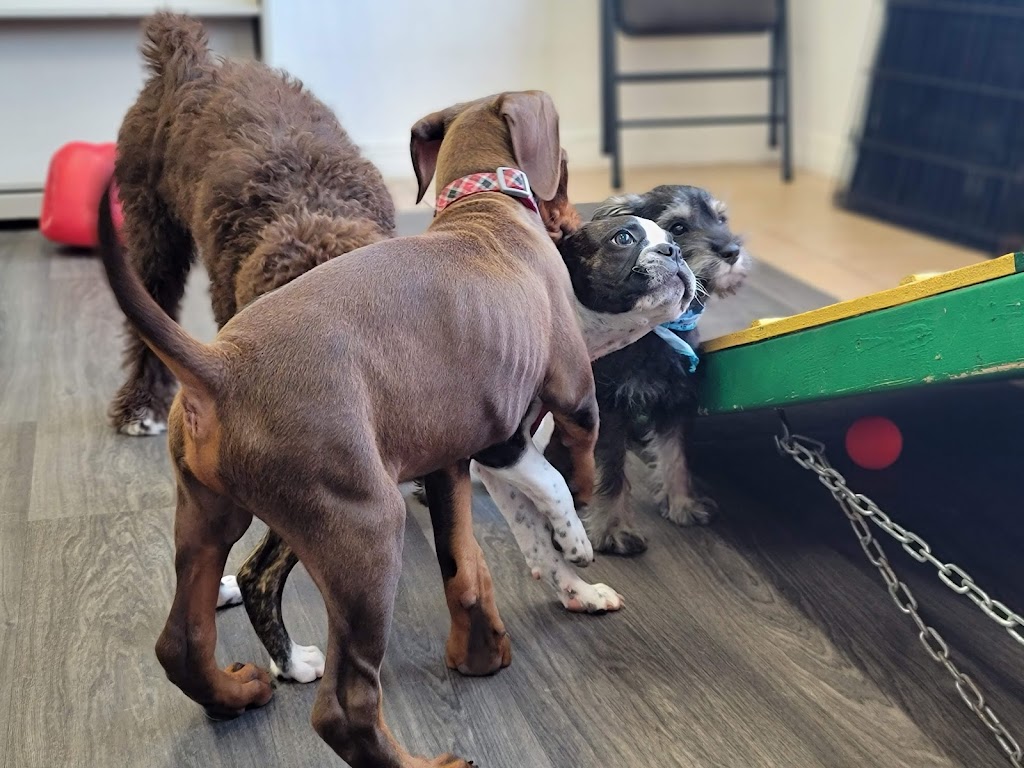 École d’Obéissance Canine du Saguenay | 2885 Bd du Royaume, Jonquière, QC G7X 7V3, Canada | Phone: (418) 550-5524