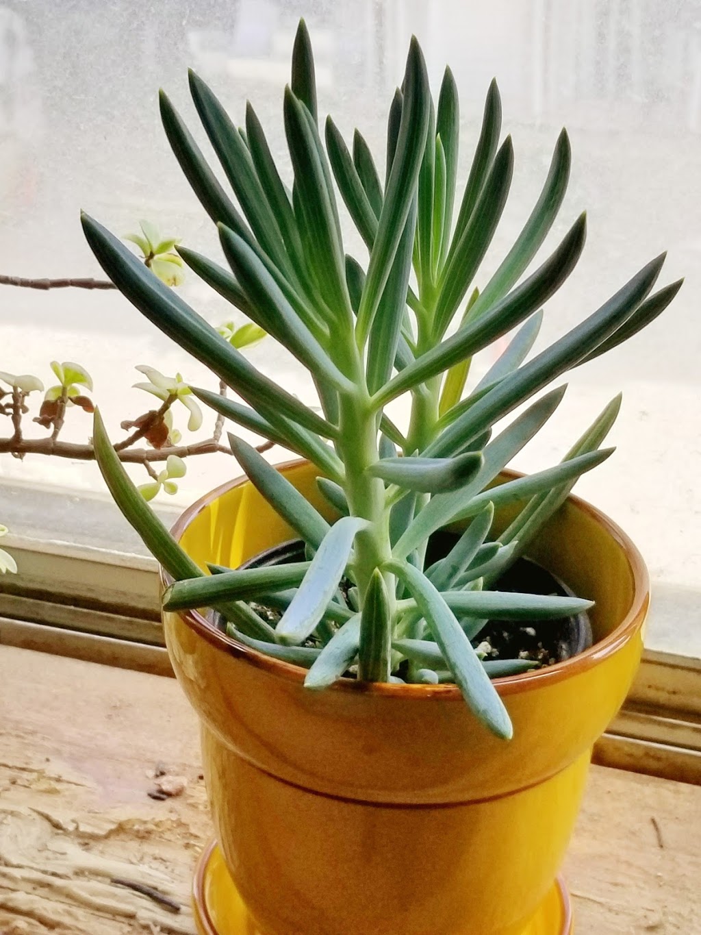 MIKA | 1593 Dundas St W, Toronto, ON M6K 1T9, Canada | Phone: (416) 885-2103