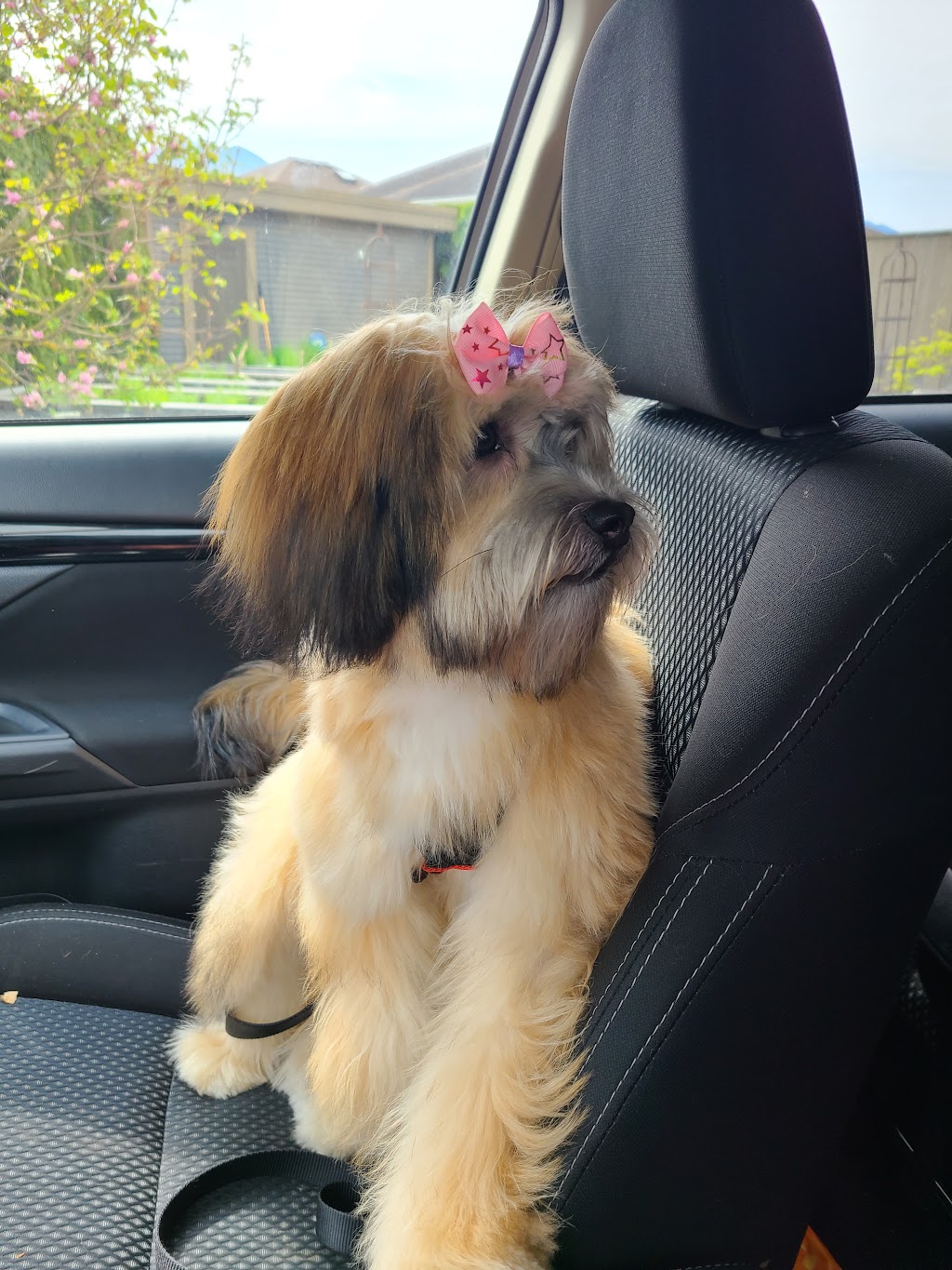 Éy Swáyel Grooming | 7654 Chilliwack River Rd, Chilliwack, BC V2R 4L9, Canada | Phone: (604) 845-7654
