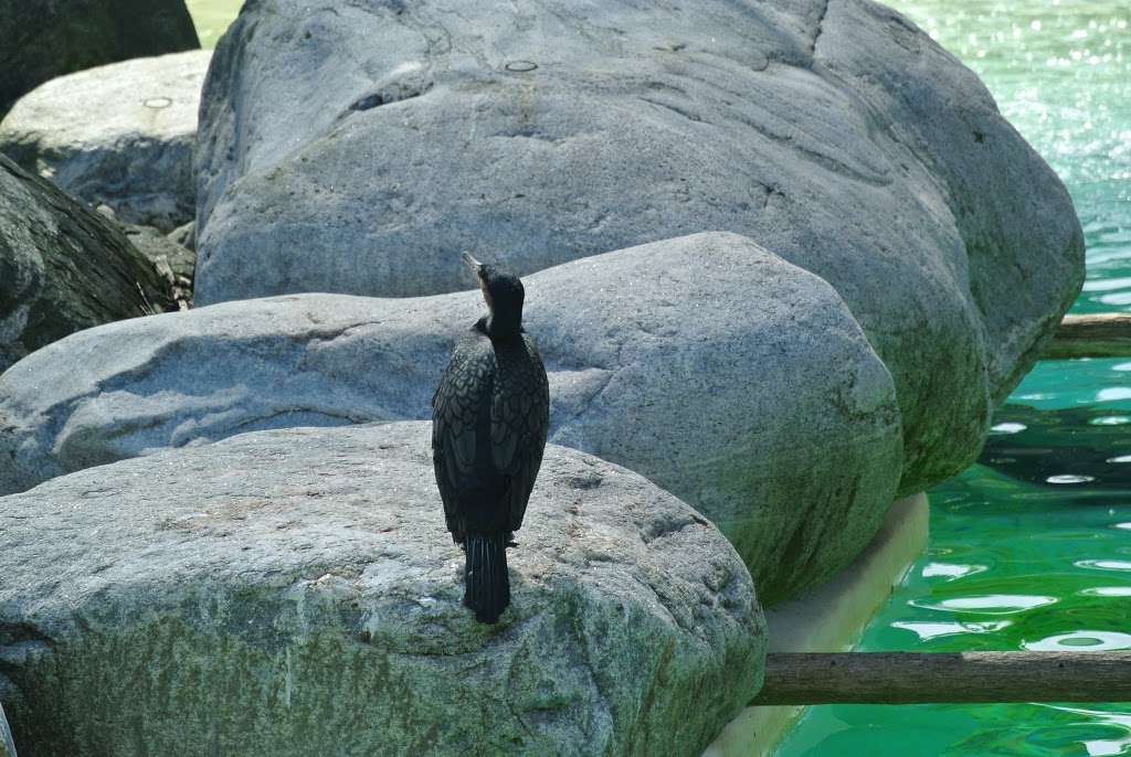 Penguin House | 361A Old Finch Ave, Scarborough, ON M1B 5K7, Canada | Phone: (416) 392-5929