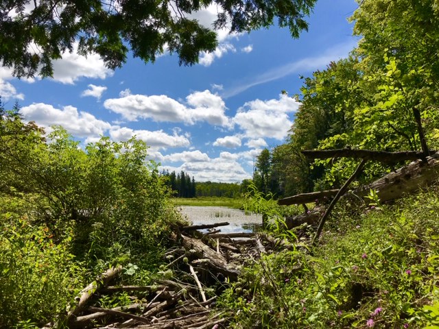 Mark Murakami - Flesherton Real Estate Agent, Grey County Realtor | 20 Toronto Rd, Flesherton, ON N0C 1E0, Canada | Phone: (519) 270-6702