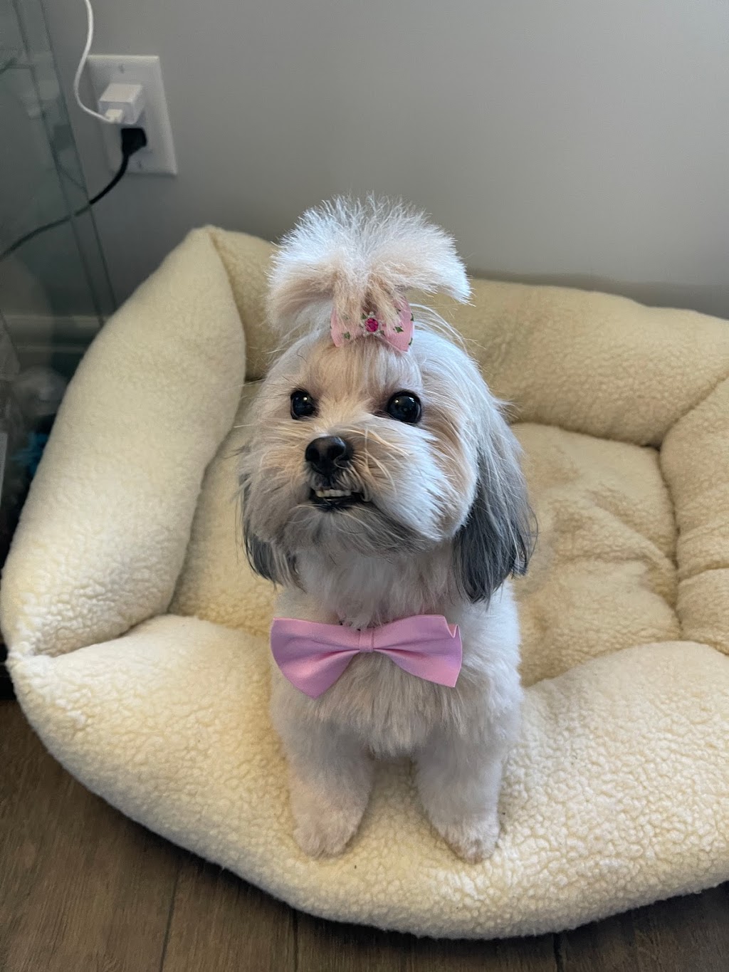 Tip-Top Tailz Pet Spa | 3928 Claxton Loop SW, Edmonton, AB T6W 1Y6, Canada | Phone: (780) 880-9864