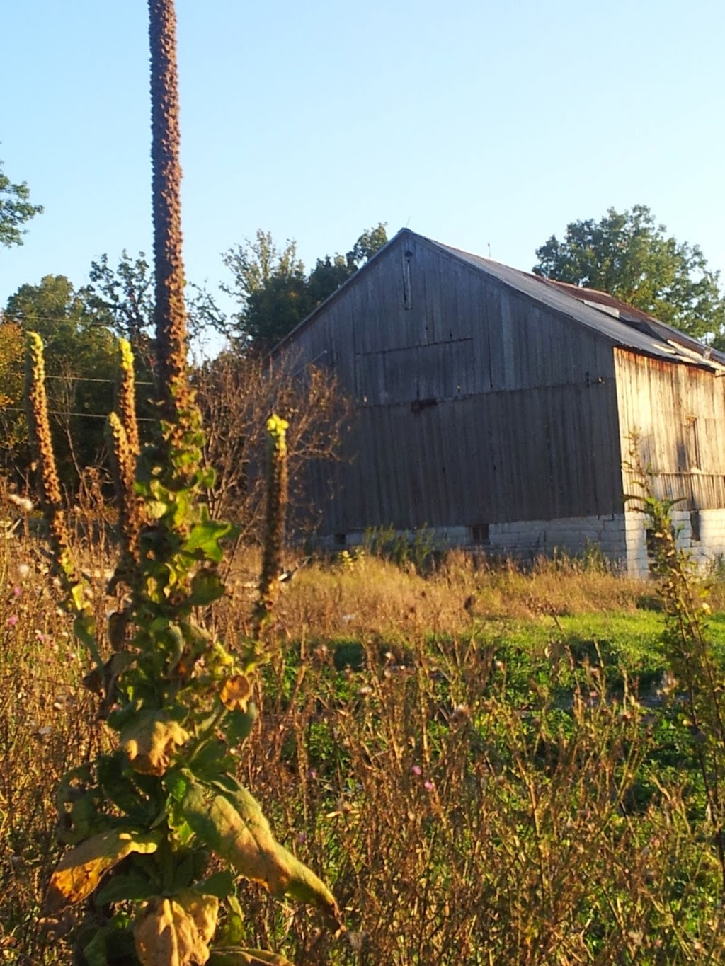 Lauras Bed & Breakfast | 2904 Cloggs Rd, Westbrook, ON K7P 2Z1, Canada | Phone: (800) 613-1507