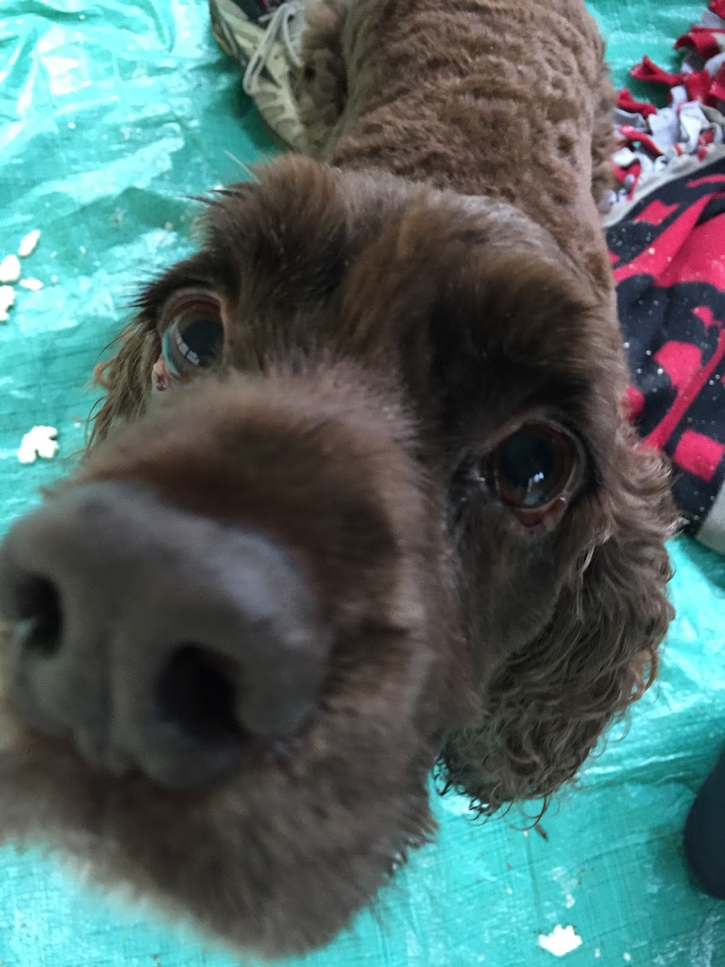 Hickson Veterinary Svc | 596236 Hwy 59, Woodstock, ON N4S 7W1, Canada | Phone: (519) 462-2727