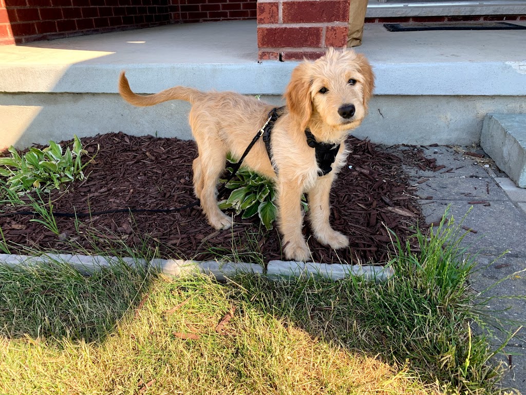 Ponsonby Poodle Doodles | 5941 Wellington Rd 7, Guelph, ON N1H 6J2, Canada | Phone: (519) 830-4334