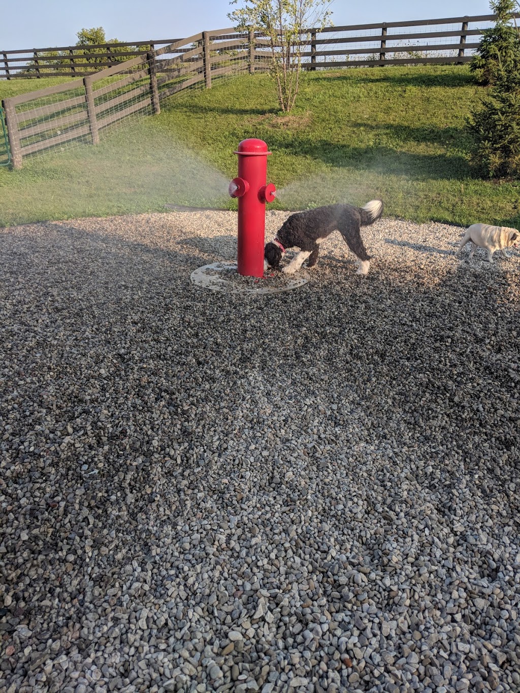Cambridge Veterinary Services | 1223 Cedar Creek Rd, Cambridge, ON N1R 5S5, Canada | Phone: (519) 623-3347