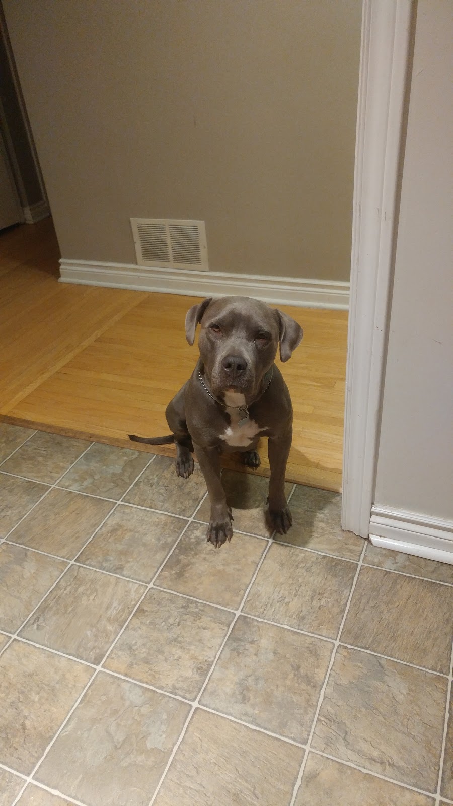 Cheltenham Veterinary Centre | 13909 Hurontario St, Inglewood, ON L7C 2C9, Canada | Phone: (905) 838-3451