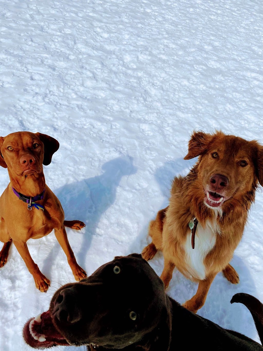 Tails In Trails Pet Resort | 133668 Allan Park, Hanover, ON N4N 3B8, Canada | Phone: (519) 364-3311