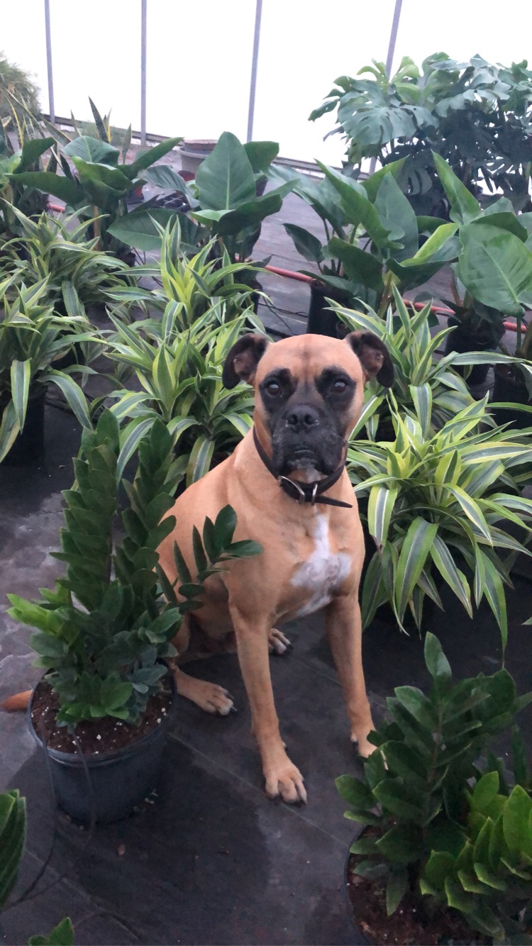 Tropical Trading Co. | 1222 Norfolk County Rd 19, Wilsonville, ON N0E 1Z0, Canada | Phone: (519) 755-1285