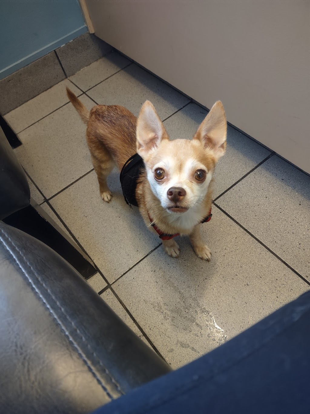 Spryfield Animal Hospital | 320 Herring Cove Rd, Halifax, NS B3R 1V4, Canada | Phone: (902) 477-4040