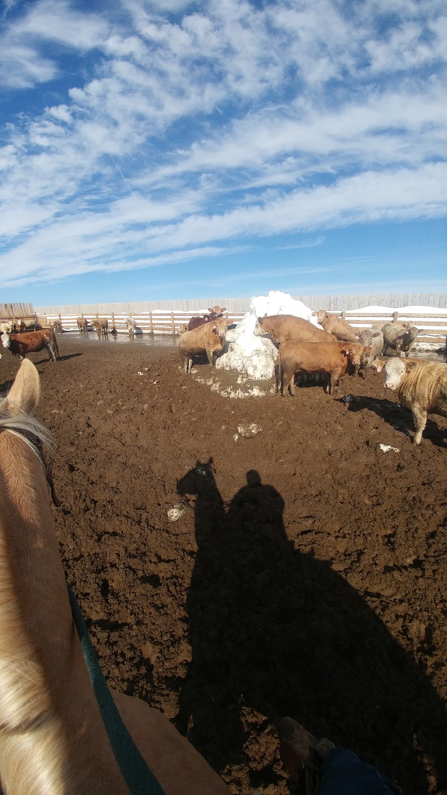 Grandview Cattle Feeders - South Lot | Range Rd 224, Shaughnessy, AB T0K 2A0, Canada | Phone: (403) 732-4222