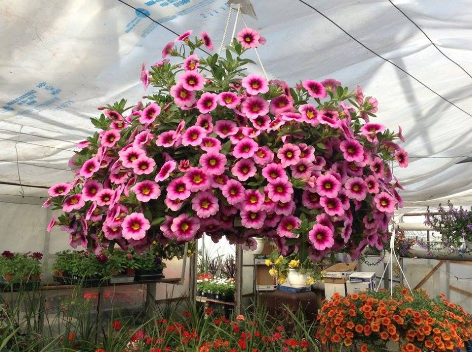 Shaughnessy Greenhouse | 5 St, Shaughnessy, AB T0K 2A0, Canada | Phone: (403) 381-4791