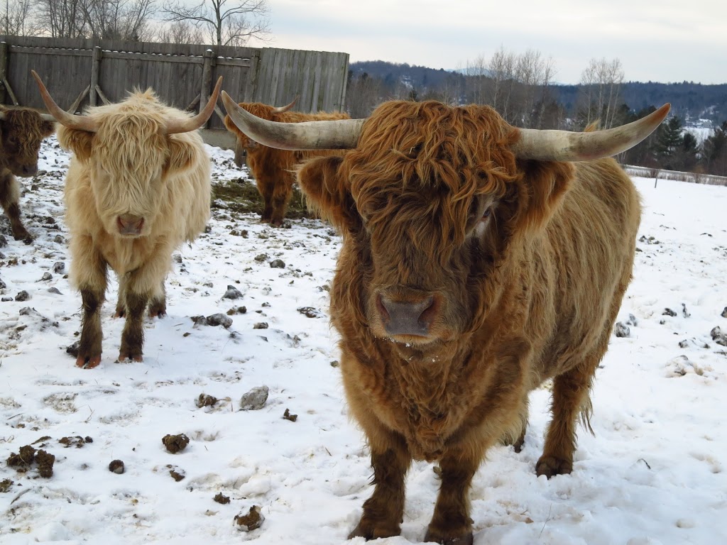 Ferme Au Pied Levé | 1107 Chemin Fitch Bay, Magog, QC J1X 3W2, Canada | Phone: (819) 843-6143