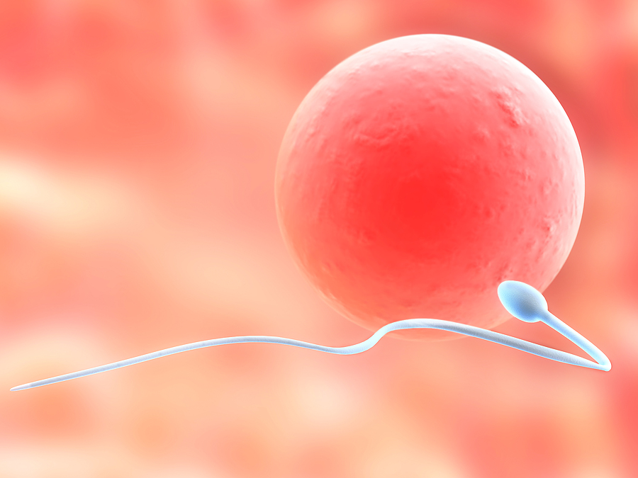 Halton Infertility and Pregnancy Support Services | 4143 CEDAR SPRINGS ROAD, Burlington, ON L7P 0P6, Canada | Phone: (289) 795-1678