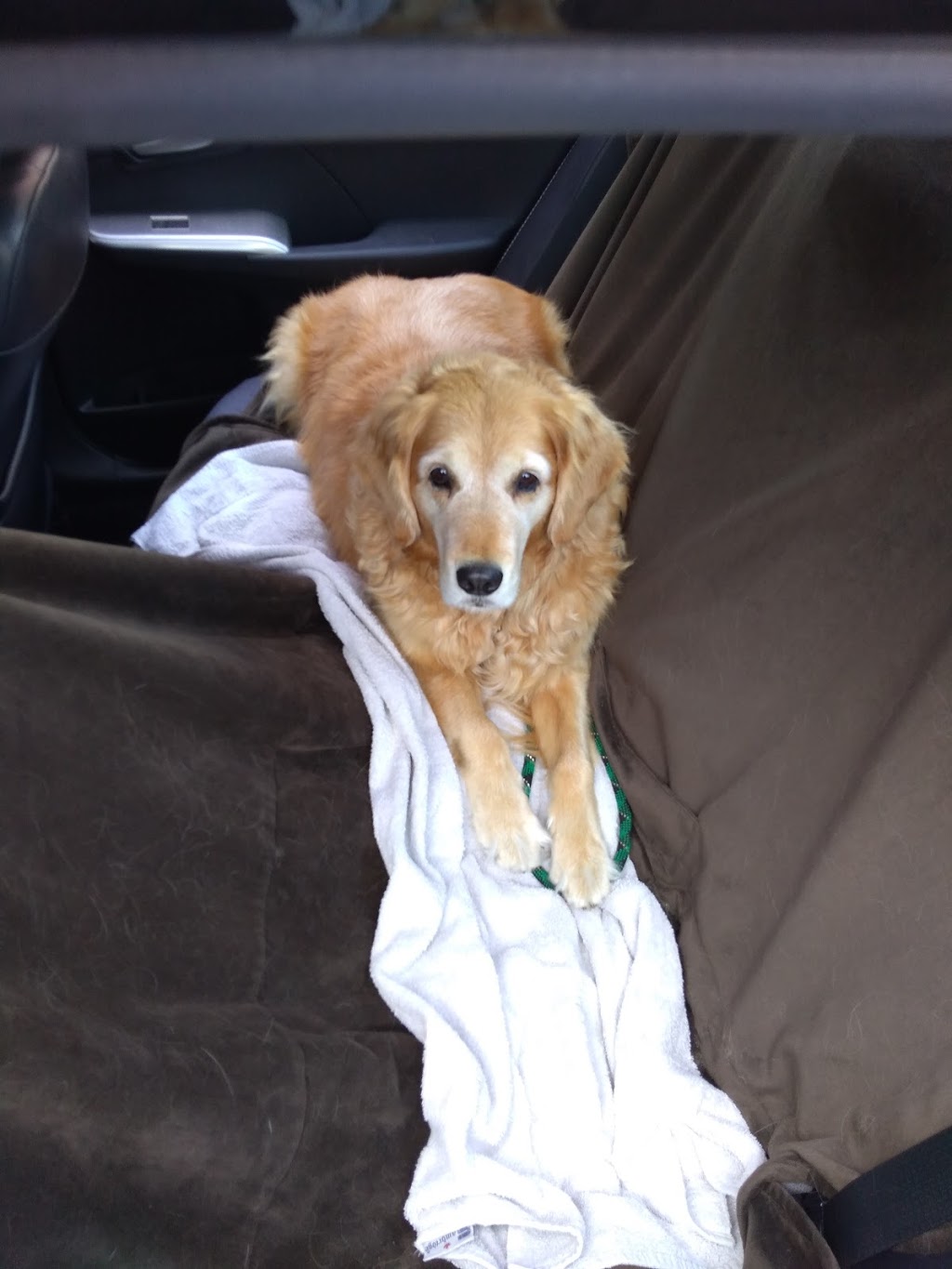 Rosswell Animal Hospital | 15 Rosswell Dr #2, Courtice, ON L1E 0E2, Canada | Phone: (289) 240-8144
