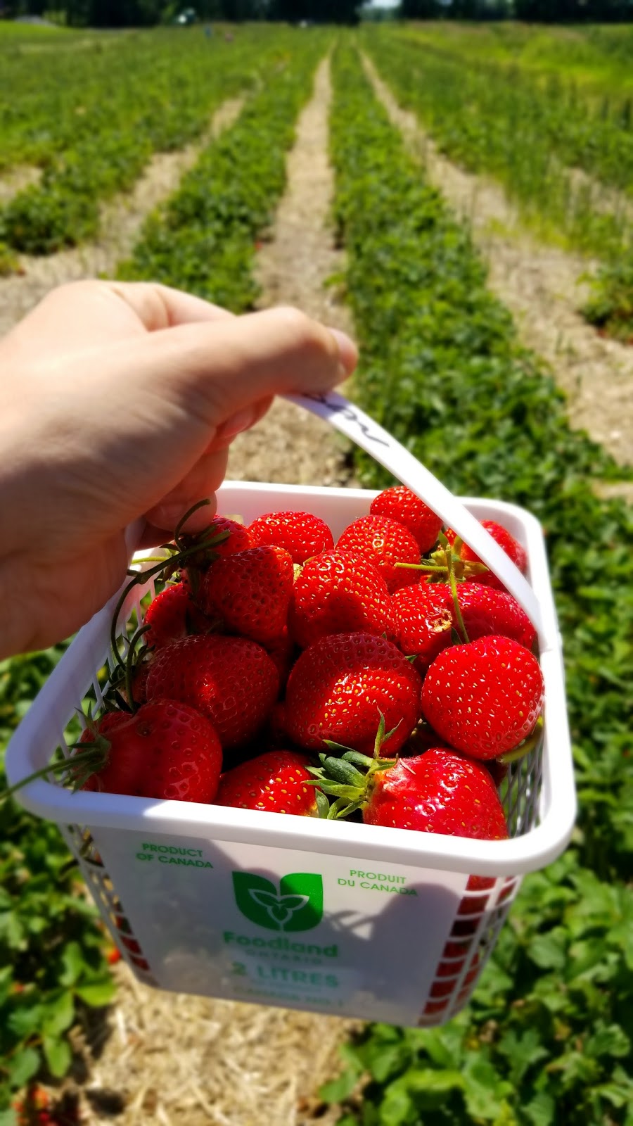Millers Farm and Market | 6158 Rideau Valley Dr N, Manotick, ON K4M 1B3, Canada | Phone: (613) 692-2380
