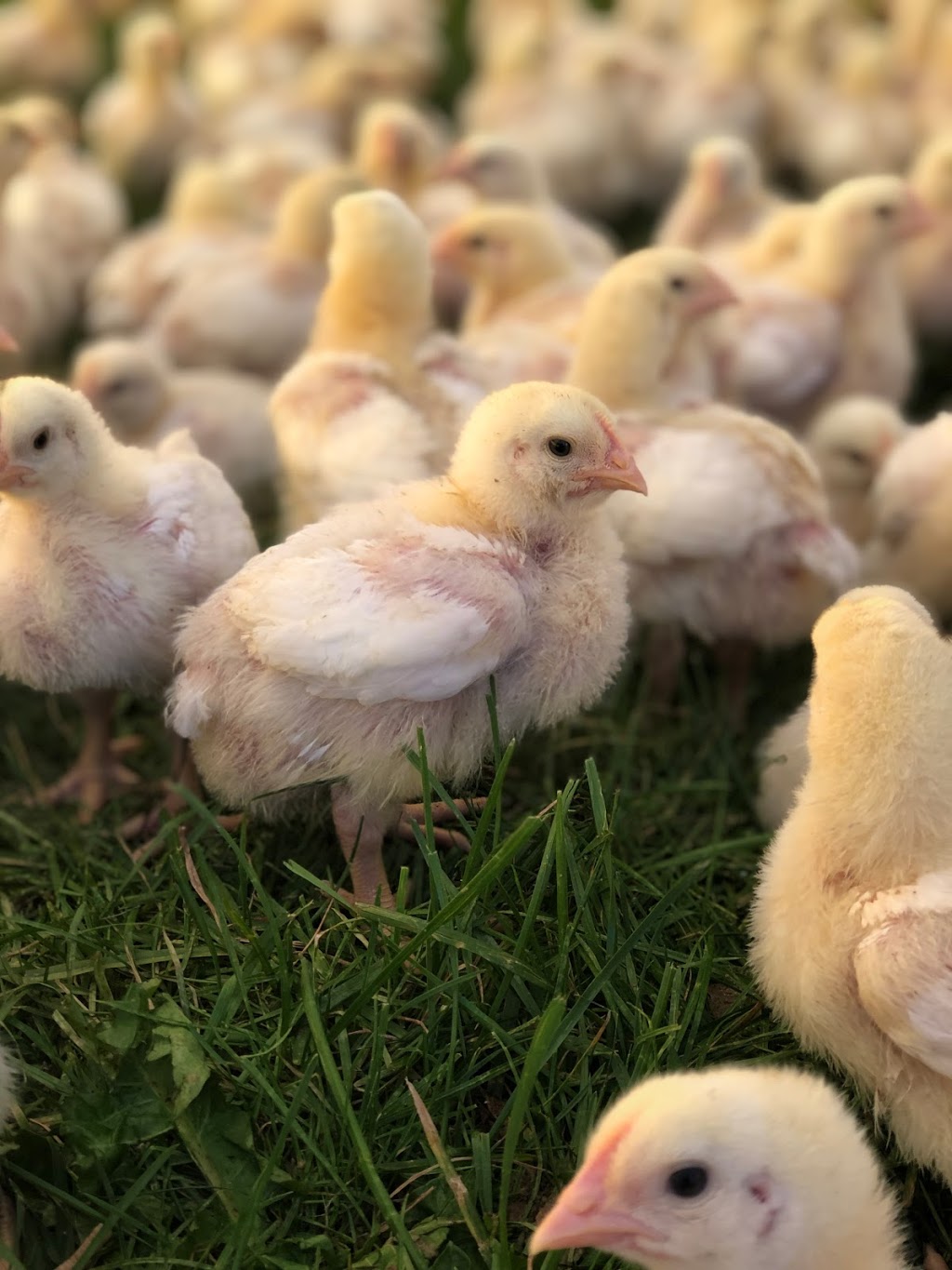 Chicken Thika Farm | 7687 Sideroad 2 E, Kenilworth, ON N0G 2E0, Canada | Phone: (519) 940-6502