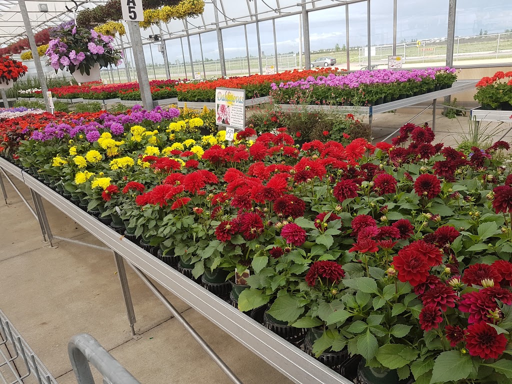 Sumka Brothers Greenhouses (1977) | 328 Peguis St, Winnipeg, MB R3W 1R4, Canada | Phone: (204) 661-9229