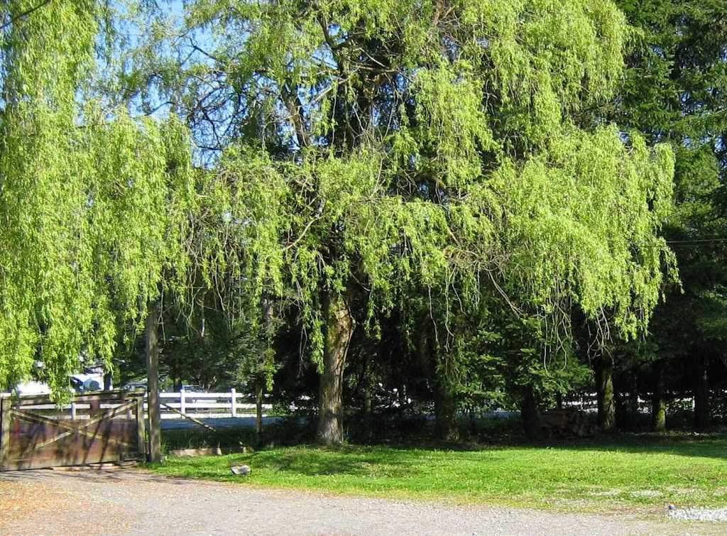 Noble Hope Adult Day Care | 2425 224 St, Langley City, BC V2Z 2Z3, Canada | Phone: (604) 539-8254