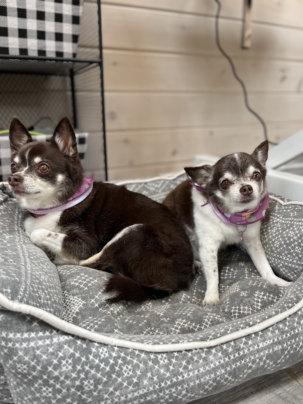 Taylord Paws | 962 Beach Blvd, Hamilton, ON L8H 6Z4, Canada | Phone: (905) 961-7297