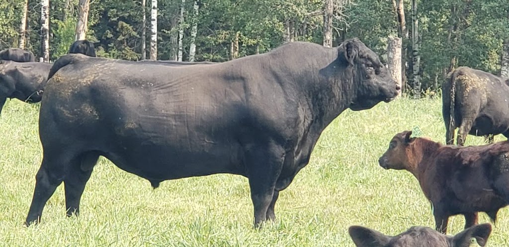 DRR ANGUS | RR2, Westerose, AB T0C 2V0, Canada | Phone: (780) 361-9141