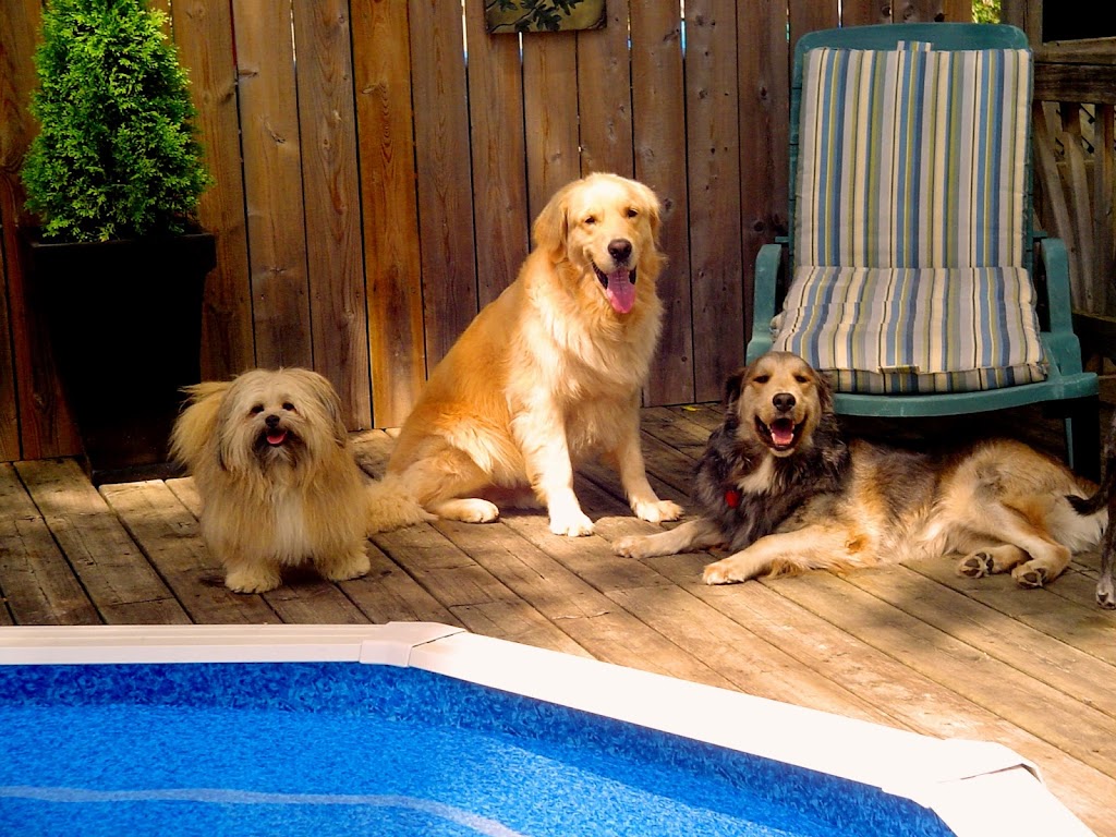 Our Dog Spot | 101 Hollands Rd, Greater Napanee, ON K7R 3K8, Canada | Phone: (613) 354-7682
