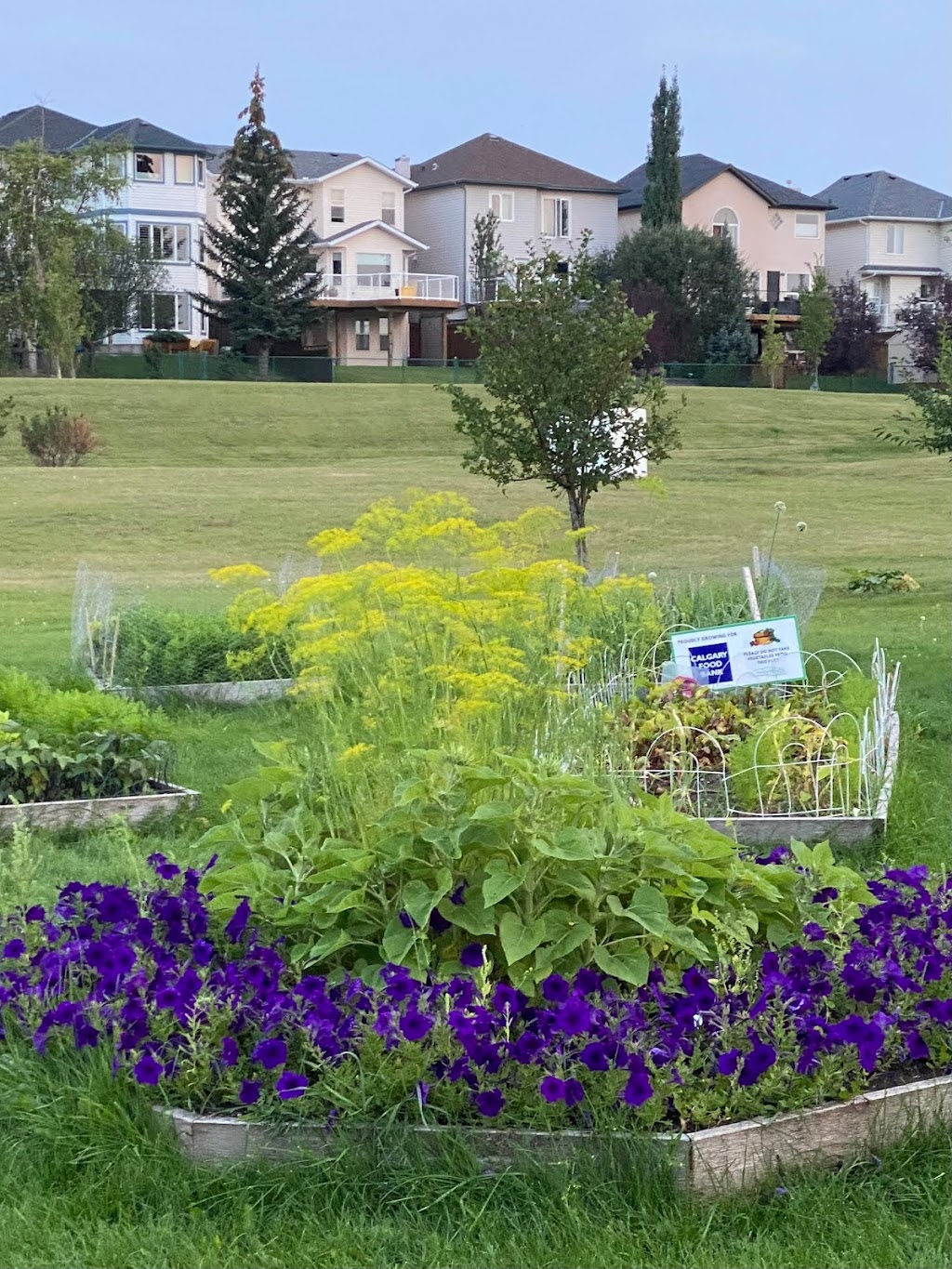 Harvest Hills Community Garden | 520 Harvest Lake Dr NE, Calgary, AB T3K 4C3, Canada | Phone: (403) 226-6422