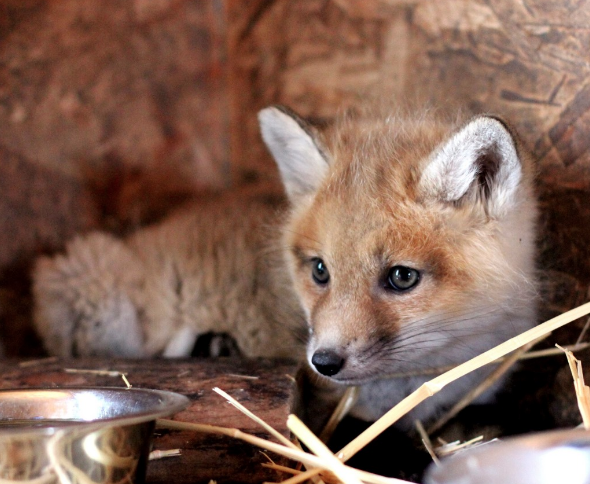 Calgary Wildlife Rehabilitation Society | 11555 85 St NW, Calgary, AB T3R 1J3, Canada | Phone: (403) 214-1312