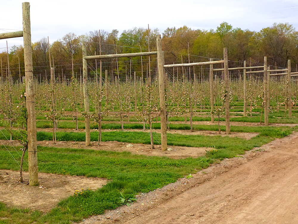 Sunrise Orchards Inc. | 9188 Townsend Line, Arkona, ON N0M 1B0, Canada | Phone: (519) 828-3466